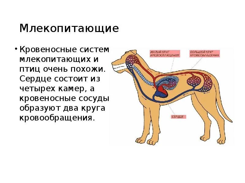 Нервная система млекопитающих схема. Кровеносная система млекопитающих. Строение нервной системы млекопитающих. Кровяная система млекопитающих.