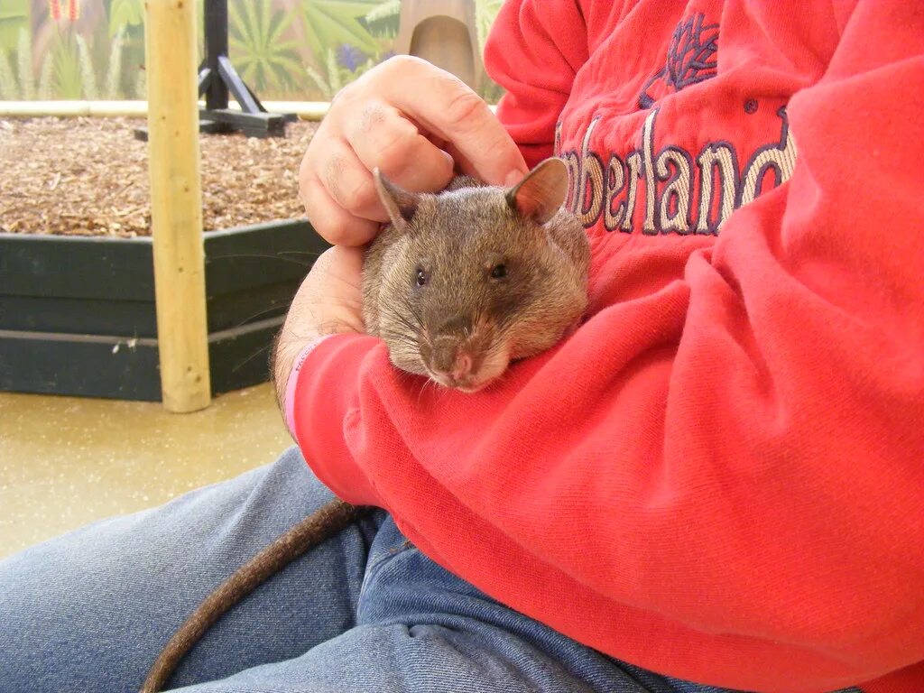 Мир мышей. Австралийский хомяк вомбат. Самая большая мышь в мире пакарана. Большая крыса вомбат. Огромная мышь.