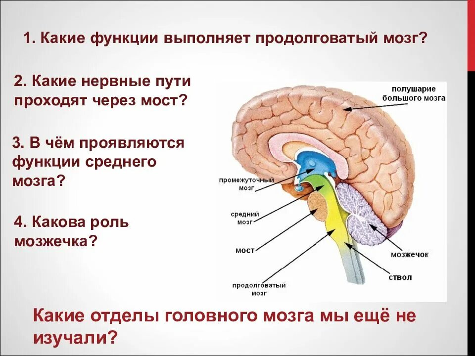 Головной мозг выполняет функцию. Отделы мозга продолговатый промежуточный. головной мозг строение мозжечок мост. отделы мозга передний средний продолговатый промежуточный. средний мозг и продолговатый мозг функции.