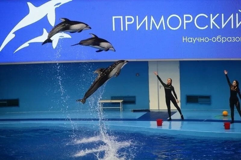 Океанариум рязань. Приморский океанариум расписание. Приморский океанариум расписание. Самый большой океанариум во владивостоке. Владивосток автобус до океанариума.