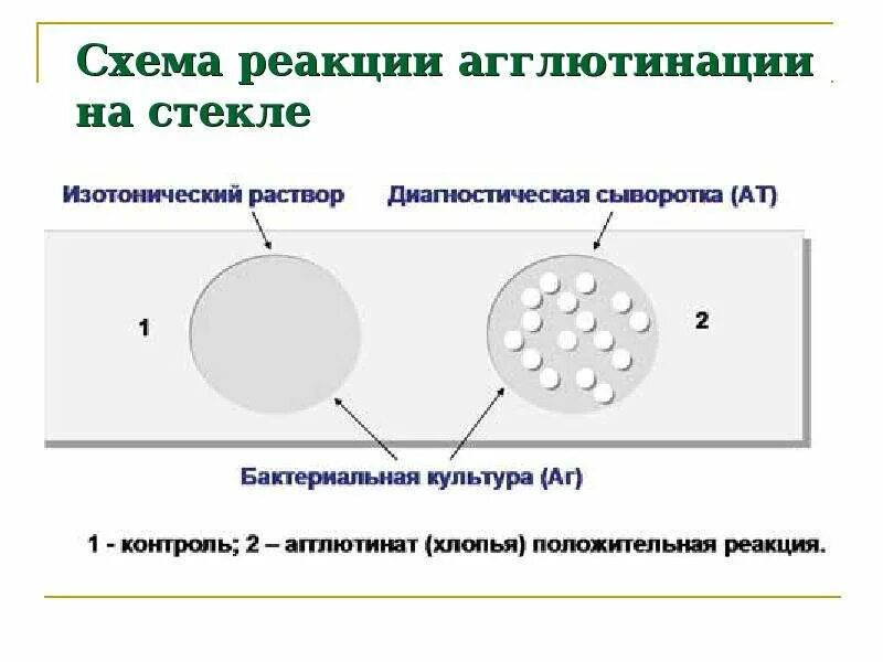 Постановка ориентировочной реакции агглютинации. Ориентировочная реакция агглютинации микробиология. Реакция агглютинации схема. Ориентировочная реакция агглютинации ставится. Методы реакции агглютинации