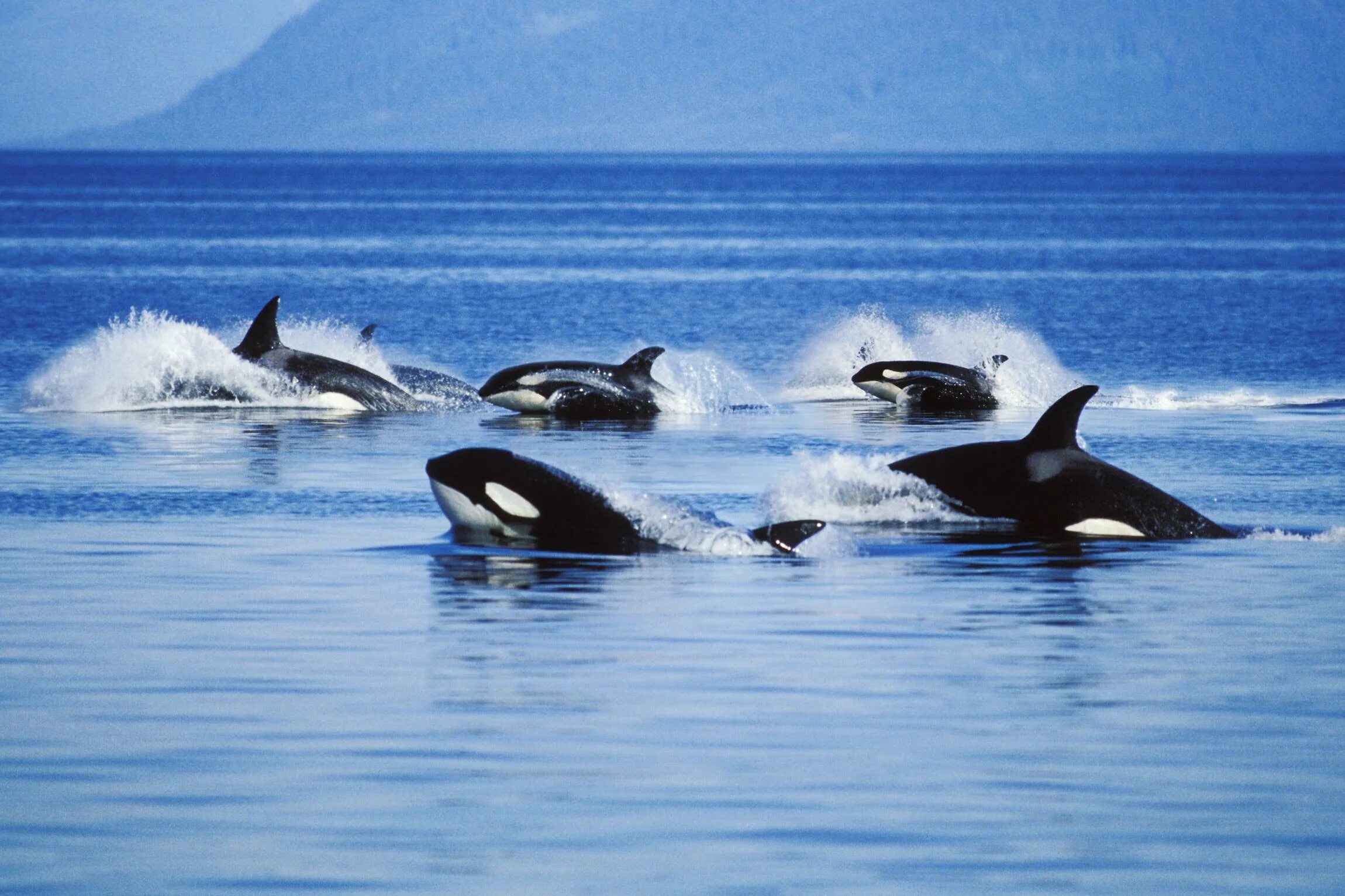 Косатки авачинского залива. Кит-касатка. Касатка кит убийца в антарктиде. Судьба касаток в японии. Курильские острова киты.