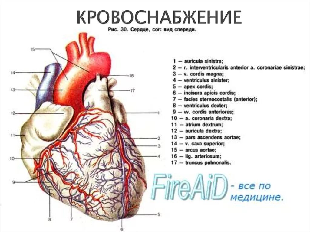 Cordis латынь. Строение сердца анатомия латынь. Сердце анатомия латынь. Анатомия сосудов сердца атлас. Строение сердца человека на латыни.