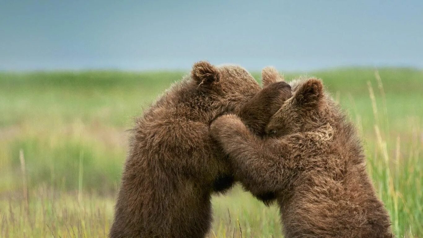 Вымершие гризли. Добродушный медведь. Фото с медведем степаном. Медвежонок с мамой. Мама медведица.