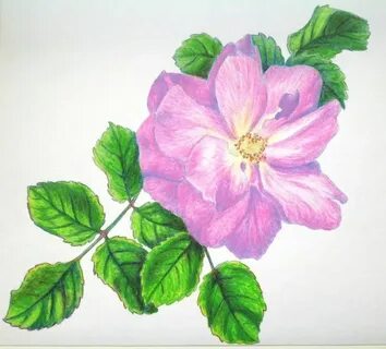 Рисунок шиповника