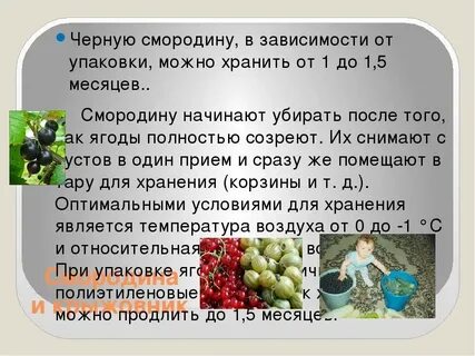 Сроки сбора плодов