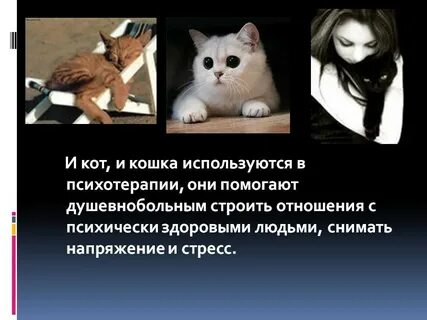 Кошки влияют