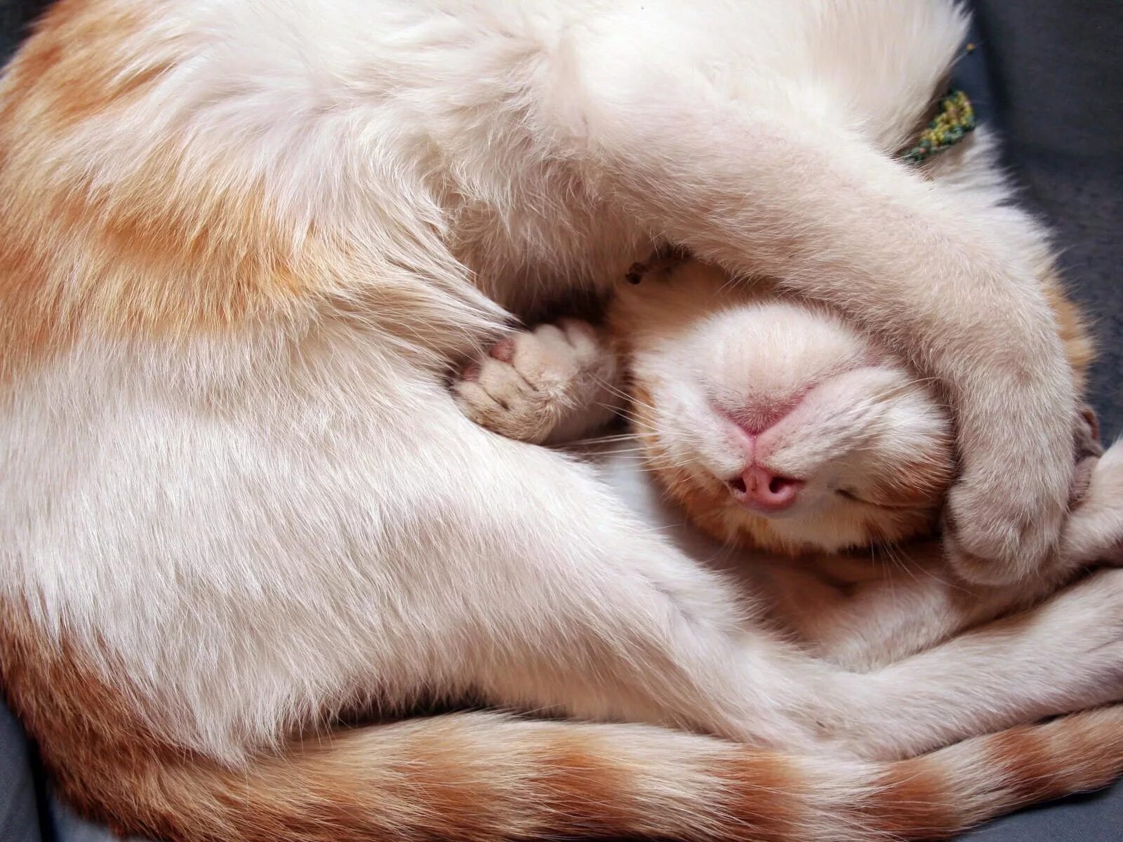 Кот вышел поляну и сладко. Спящие котики.