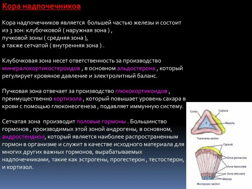 Пучковая зона надпочечников гормоны. Основные формы патологии сетчатой зоны коры надпочечников. Пучковая зона коры надпочечников производит. Клубочковая пучковая и сетчатая зоны коры надпочечников.