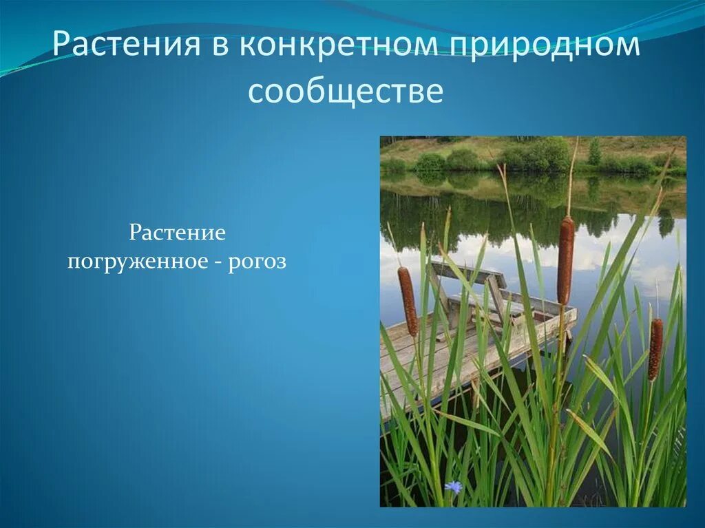 В природном сообществе растения обычно выполняют функцию. Природные сообщества растений. Природное сообщество водоем. Растительность природного сообщества пруда. Природные сообщества фото.