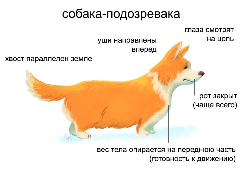 Агрессивное поведение собаки. Агрессия собак по хвосту. Как отличить лису от собаки. Отличие лисы от собаки.