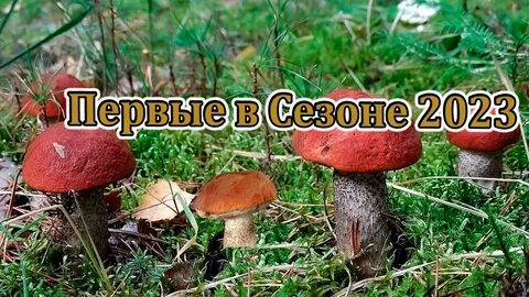 Грибники подмосковья 2023 год