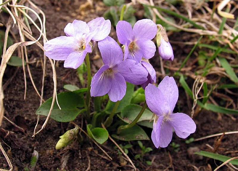 Фиалка читать полностью. Фиалка селькирка. фиалка надрезанная viola incisa. фиалка селькирка (viola selkirkii). фиалка удивительная viola mirabilis.
