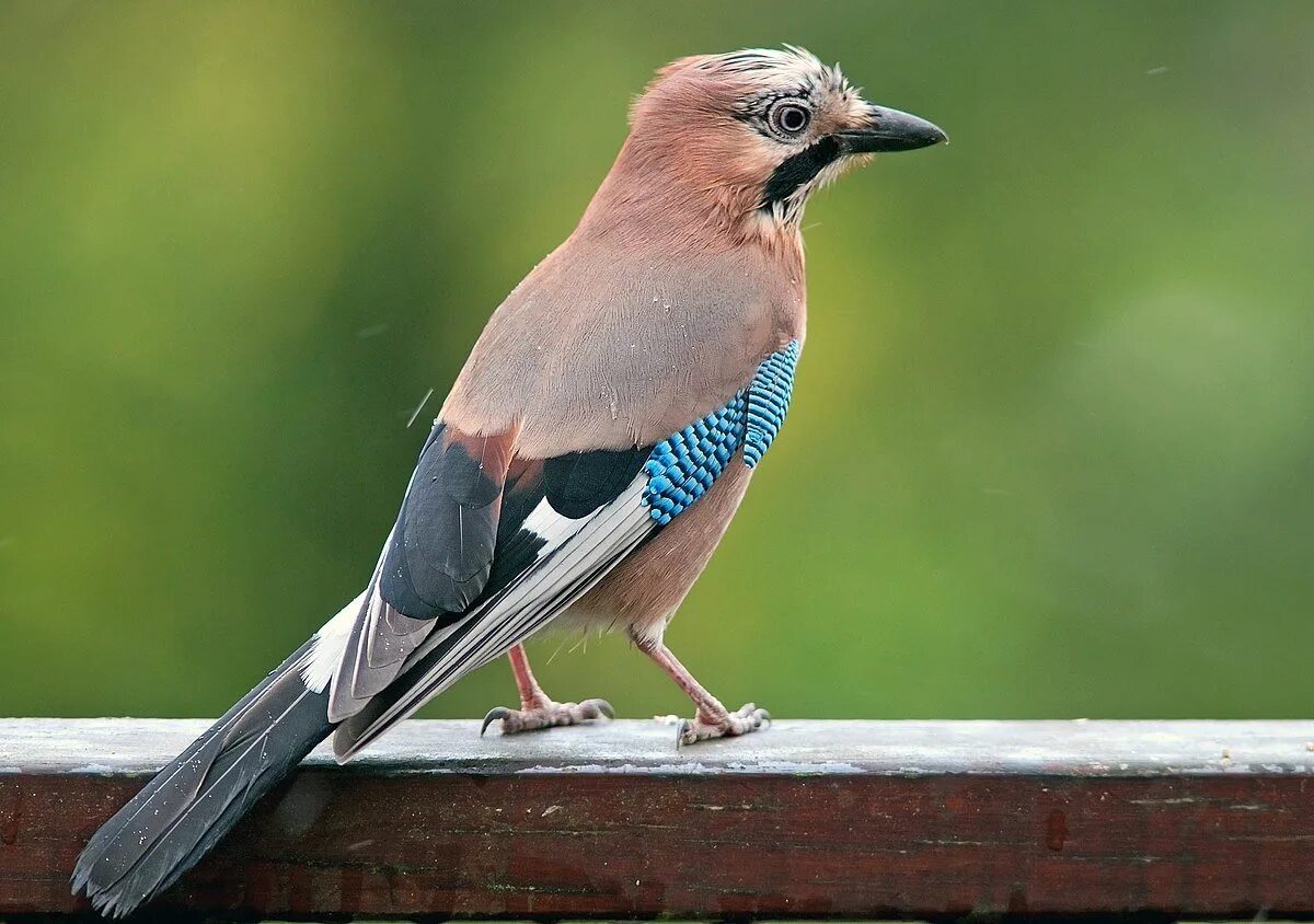 Почему эта птица такая большая хср. Юкатанская Сойка. Со́йка garrulus glandarius. Garrulus lanceolatus гималайская Сойка. Сойка пересмешница птица.