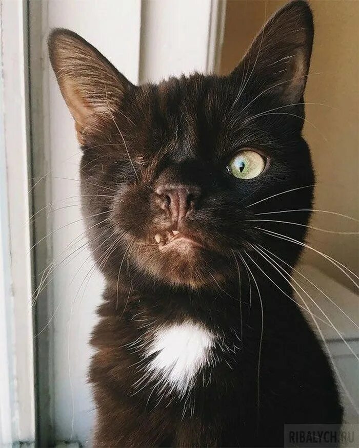 Одноглазый кот. Кошка с одним глазом. Черный одноглазый кот.
