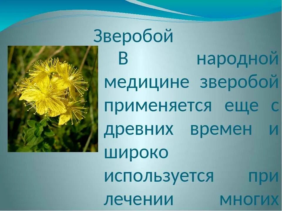 Народное применение зверобоя