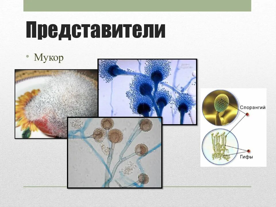 Каково значение мукора в жизни человека. Мукор гетеротроф. Мукор ризопус. Зигомицеты мукор. Мукор редуцент.