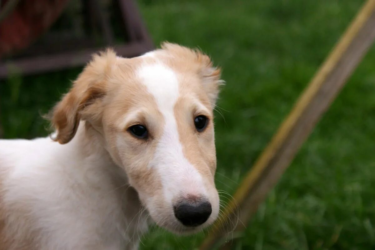 Русская борзая щенок. Русская псовая борзая. Borzoi Dog с длинным носом. Щенки русской борзой.