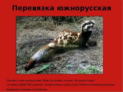 Перевязка занесена в красную книгу или нет