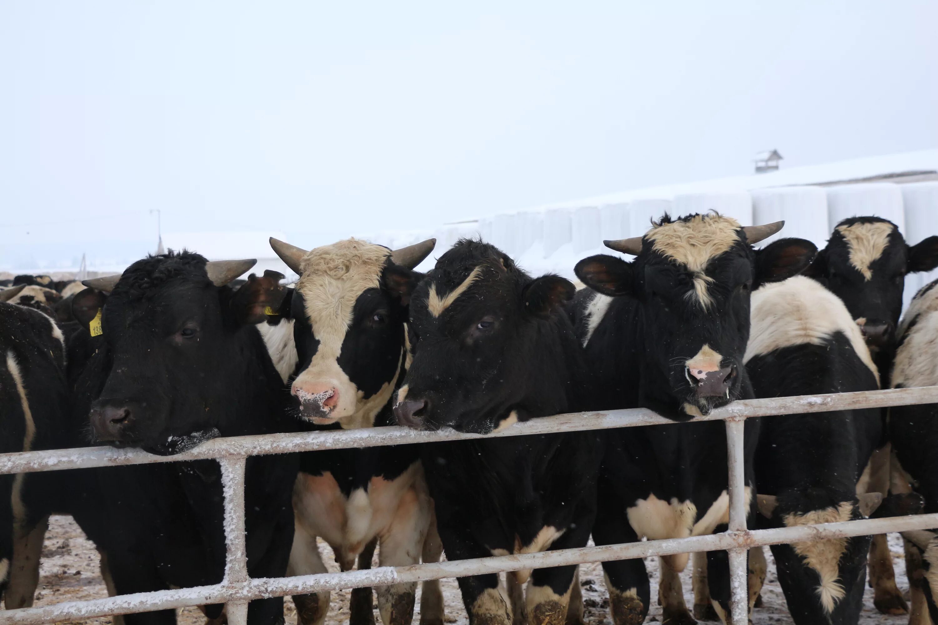 комбикорм крс кк65. коровы на откорме. методы оценки животных на выращивании и откорме. аудит животных на выращивании и откорме. молочный скот.