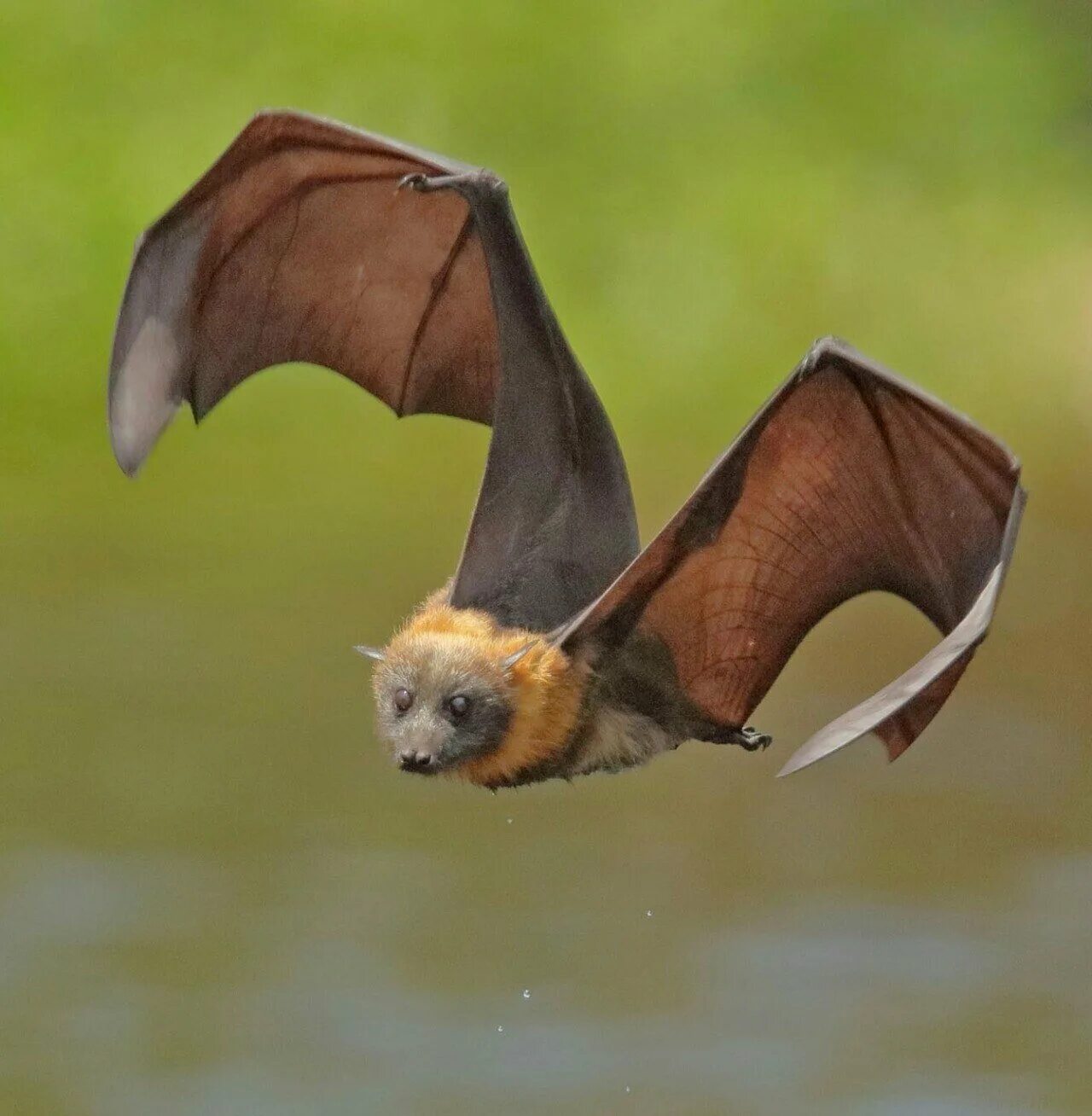 Полет мыши. Мадагаскарский крылан. Рукокрылые летучие лисицы. Новогвинейский крылан. Летучая собака и летучая лисица.