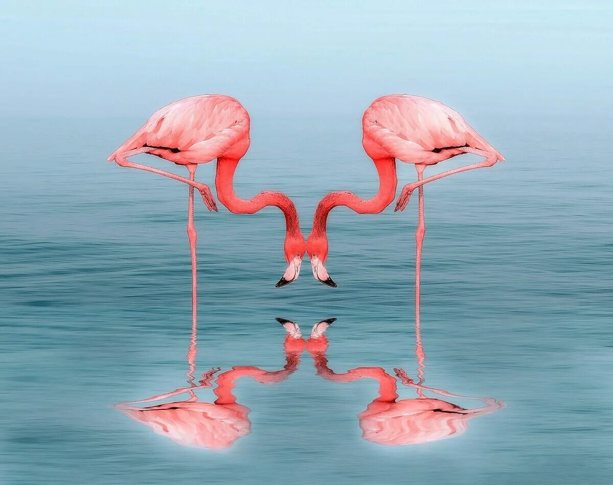 Включи розовый фламинго. Фламинго самка. фламинго (flamingo) новозеландская флорибунд. семья фламинго. фламинго в неволе.