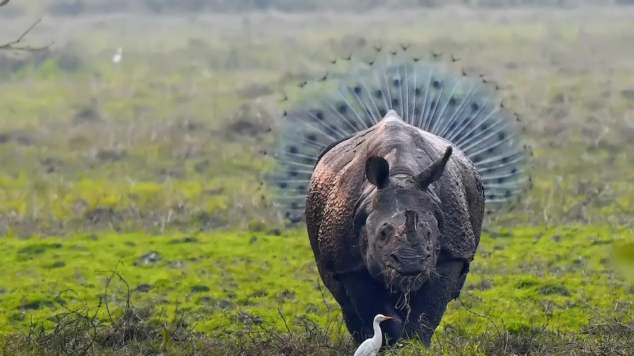 Какое животное круче. Звери из зоопарка. Какое животное круче. Какое животное круче. Африканская генавая собака.