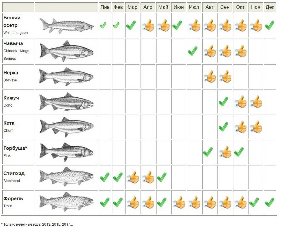 Кумжа вуокса. Прогноз клева форели на неделю. Таблица активности клёва рыбы. Календарь ловли форели. Прогноз клева форели на неделю.