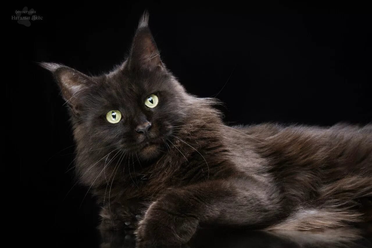 Мейн кун сибирский черный. Черные мейн куны. Черная кошка мейн кун. Мейн кун черный. Кошка мейн кун.