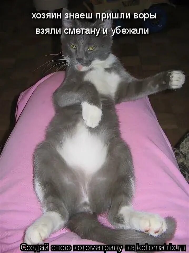 кошке стыдно. затисканный кот. не трогайте хозяина. кошачья морда в муке. кот просится на ручки.