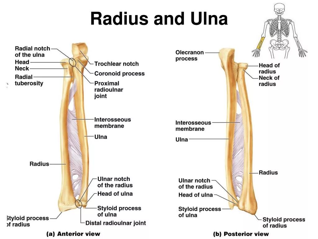 Radius script. Radius ulna анатомия. ulna bone. radial ulna anatomy. лучевые кости предплечья.