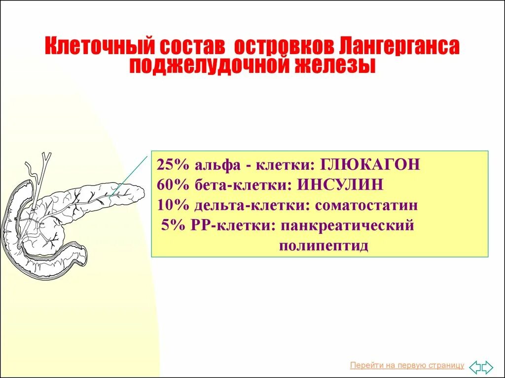 Альфа клетки островков лангерганса. Панкреатические островки поджелудочной железы. Гормон Альфа-клеток островков Лангерганса поджелудочной железы. Строение поджелудочной железы островки Лангерганса. Клеточный состав островков Лангерганса.