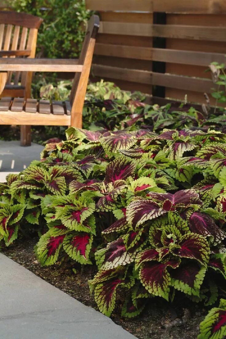 Колеус в огороде. Колеус блюма. колеус red croton.