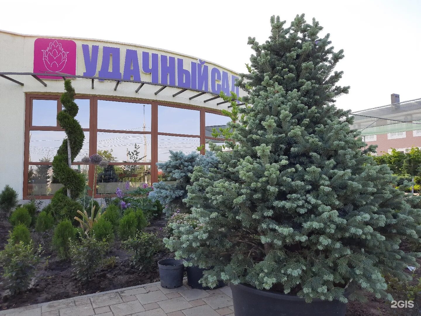 Удачный сад магазины. Сайт удачного сада иркутск. Сайт удачного сада иркутск. Розы люксембург 182 удачный сад. Удачный сад магазины.