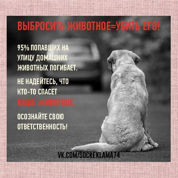 Пример отношения к животным. Гуманное отношение к бездомным животным. гуманное обращение к животным. памятка гуманное отношение к животным. гуманное отношение к животным листовка.