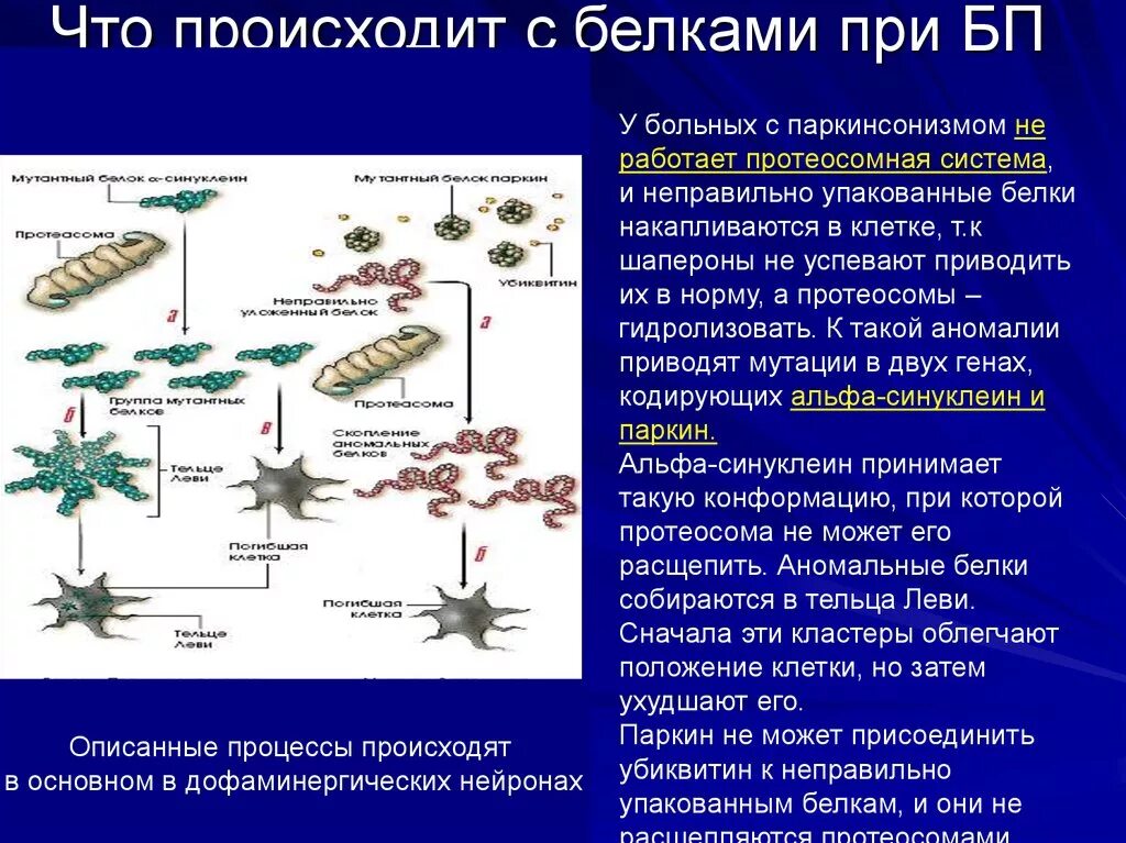 Белковая болезнь. Болезнь Паркинсона белки. Болезнь Паркинсона патогенез. Белок при паркинсоне. Что происходит с белками.