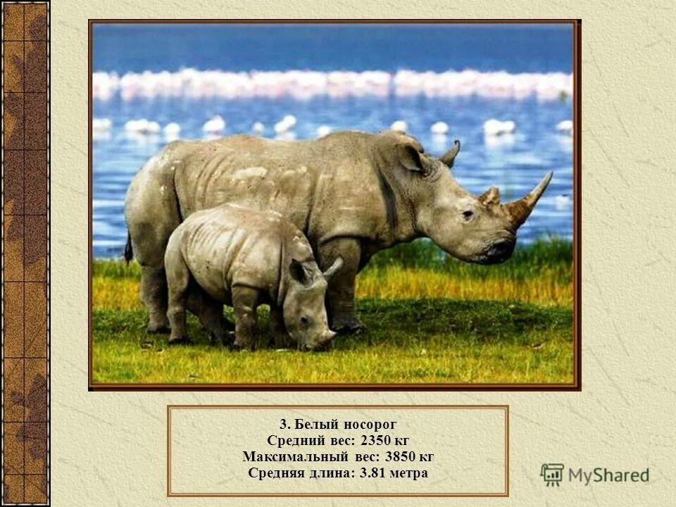 Белый носорог сколько осталось. Белый носорог. Масса носорога. Популяция Носорогов в мире. Белые носороги сколько осталось.