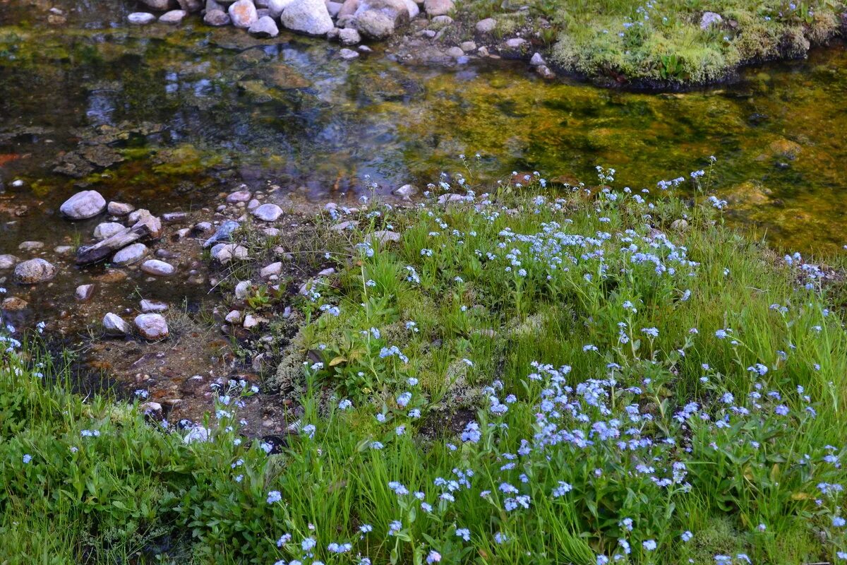 Деревня незабудка. Незабудка Болотная куст. Незабудки у воды. Цветы Ручеек. Незабудки у ручья.