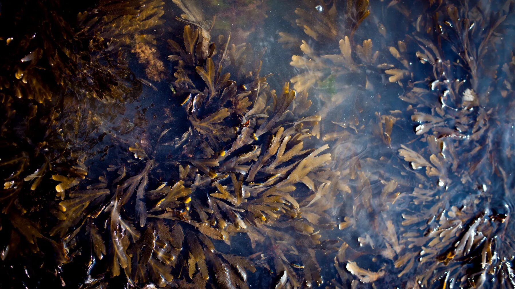 Водоросли без воды. Водоросли фукус. Морские водоросли jangsoo. Lush морские водоросли.