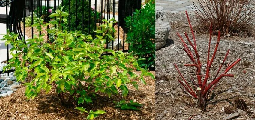 Вейгела (сорт 'elvera' /midnight wine. Формирование куста вейгелы. Дерен формировка кроны. Укрываем кустик вейгелы на зиму. Обрезка гортензии метельчатой весной.