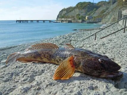 Рыба большая азовское море