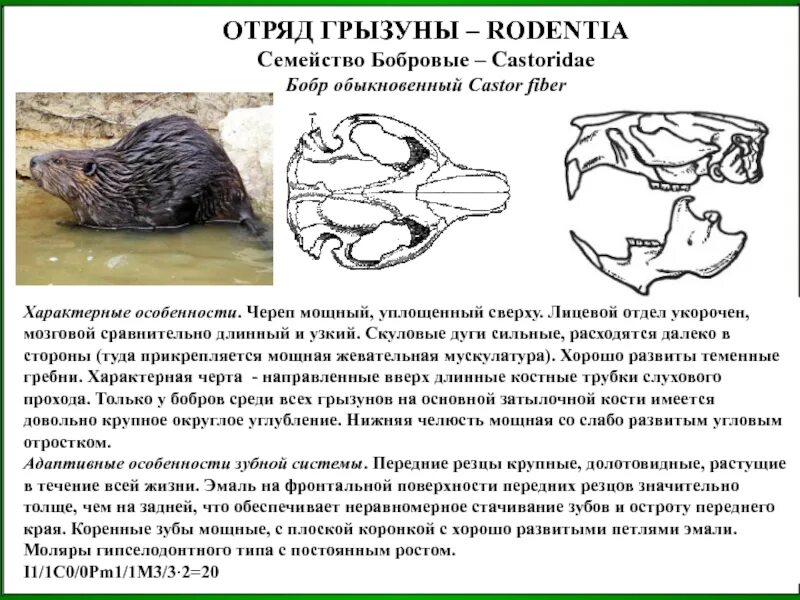 Хорошо развиты резцы