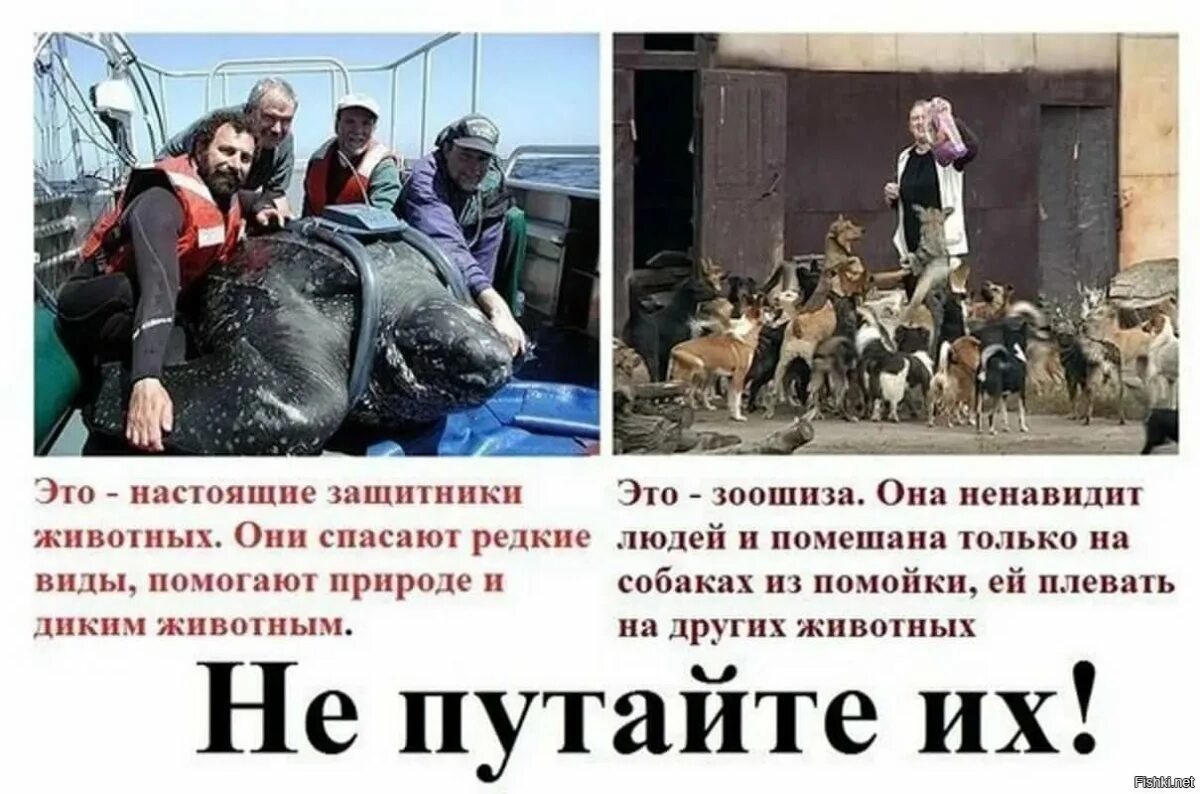 Ненавижу собак