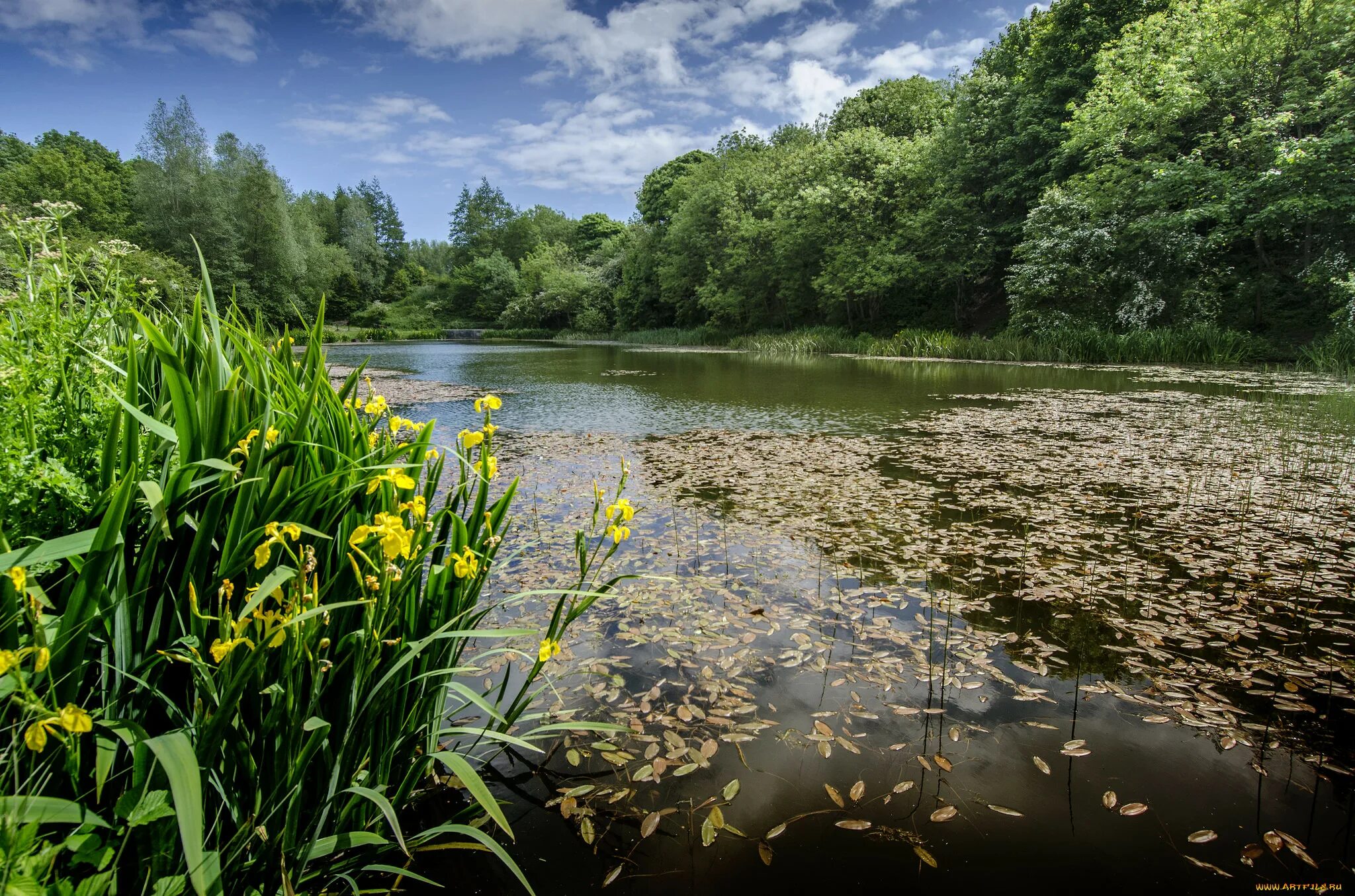 Лунный пруд. Блестит пруд. Пруд с камышами. Блестит пруд. Деревья у пруда.
