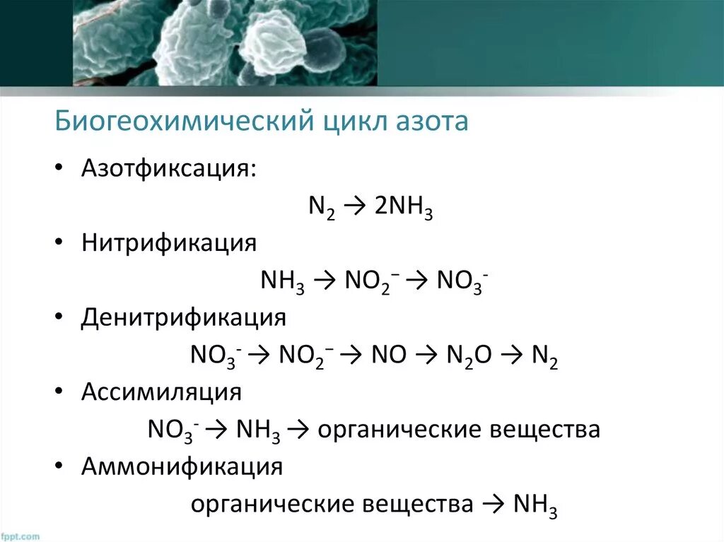 Фиксация атмосферного азота бактериями. Фиксация азота азотфиксирующими бактериями. Процесс фиксации азота микроорганизмы. Азотфиксирующие бактерии схема.