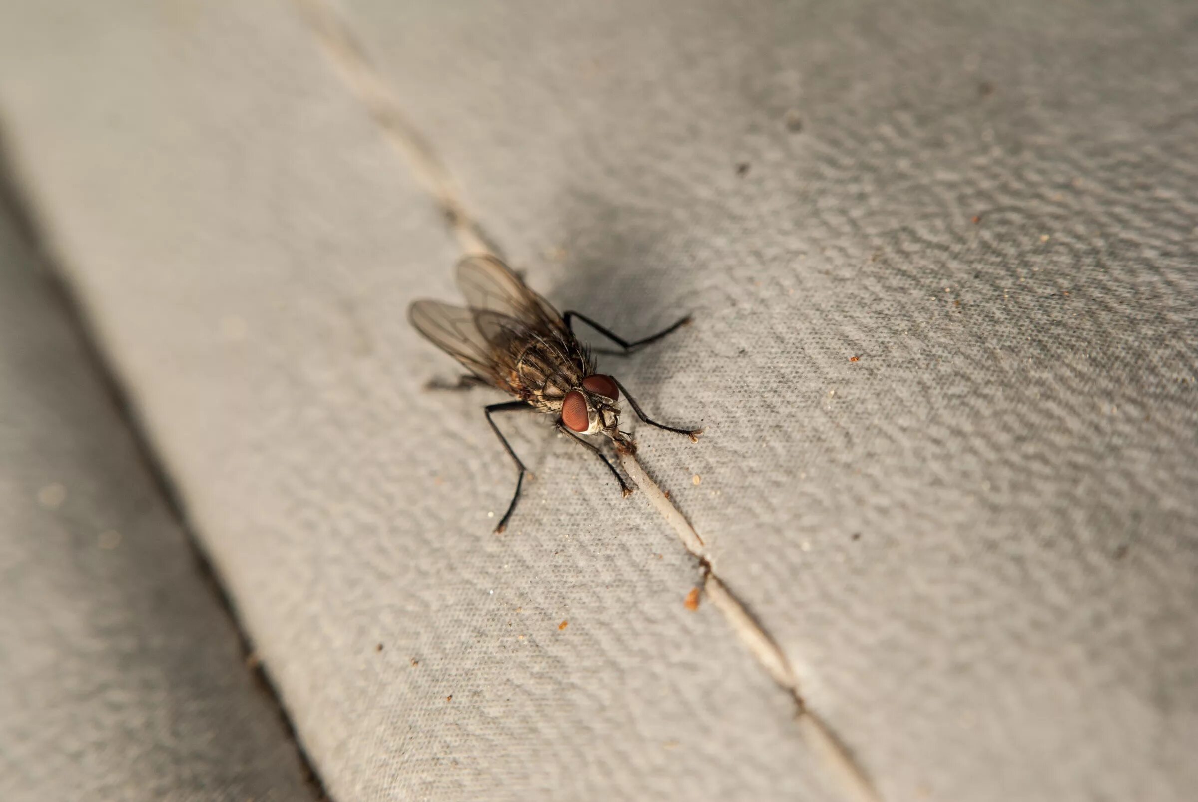 Free Images : red, insect, bug, fauna, invertebrate, fabric, close up, wings, pe