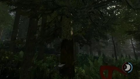 This is tree in the forest