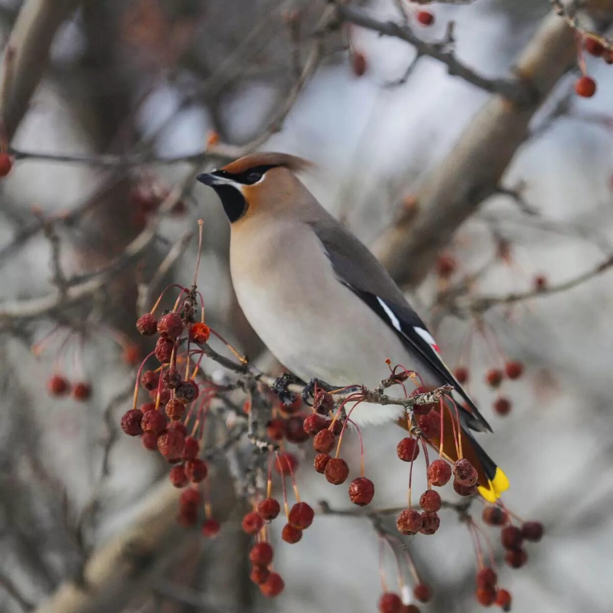 Eurasian Jay (Garrulus glandarius). Birds of Siberia.