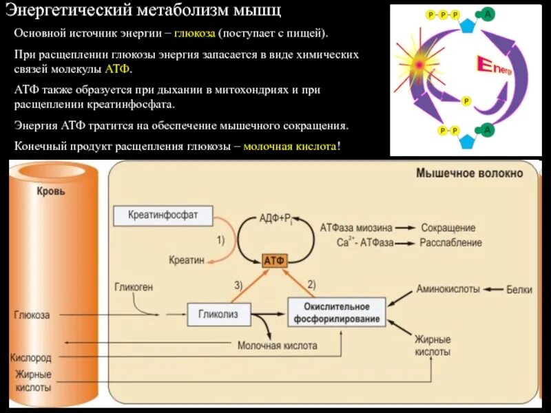 При расщеплении источника энергии атф образуется. Обмен веществ в мышцах. энергетический метаболизм. метаболизм глюкозы в мышцах. основной источник энергии для мышц:.
