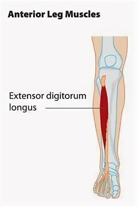 Extensor digitorum longus. M extensor digitorum longus анатомия. m extensor digitorum longus. m extensor digitorum. экстензор дигиторум.